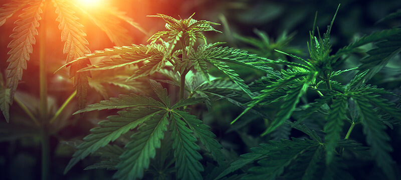 cannabis strains for creativity