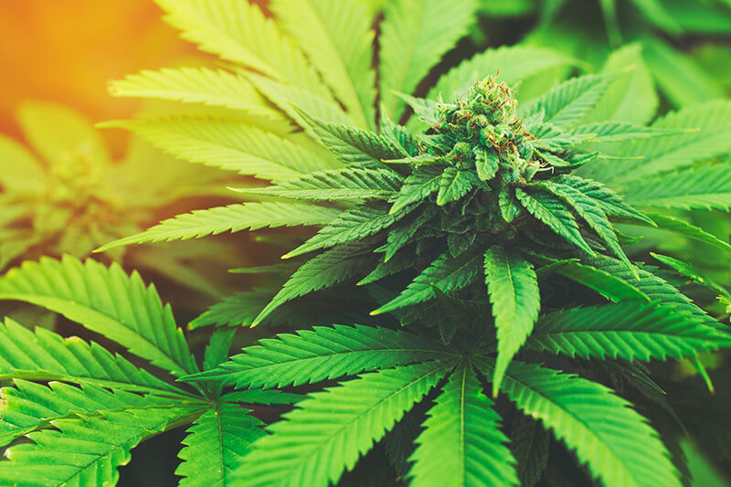 cannabis strains for creativity - Kali-Mist