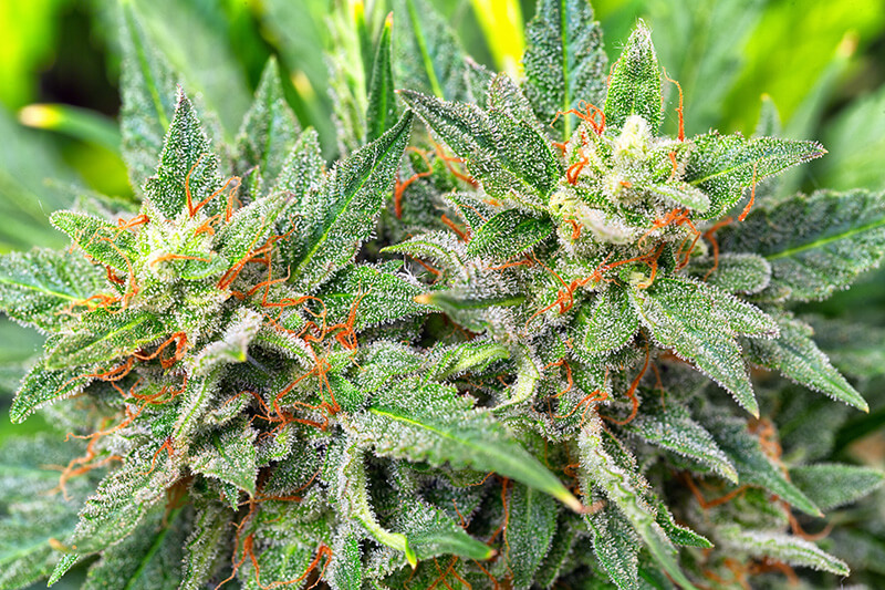 cannabis strains for creativity - Jack-Herer