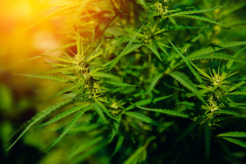 cannabis strains for creativity - Sour-Diesel