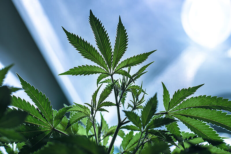 cannabis strains for creativity - Ak-47