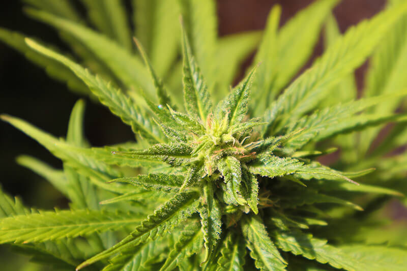 cannabis strains for creativity - Chemdawg