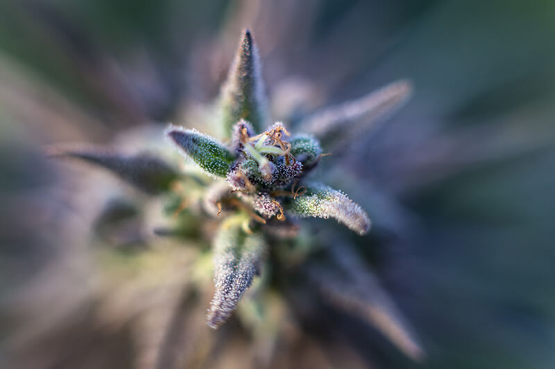 cannabis strains for creativity - Blue-Dream