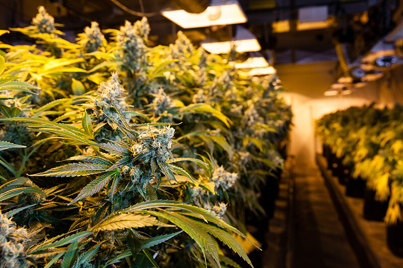 cannabis strains for creativity - Tangies