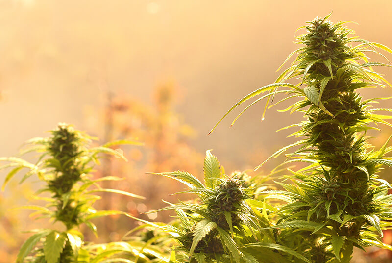 cannabis strains for creativity -Amnesia-Haze
