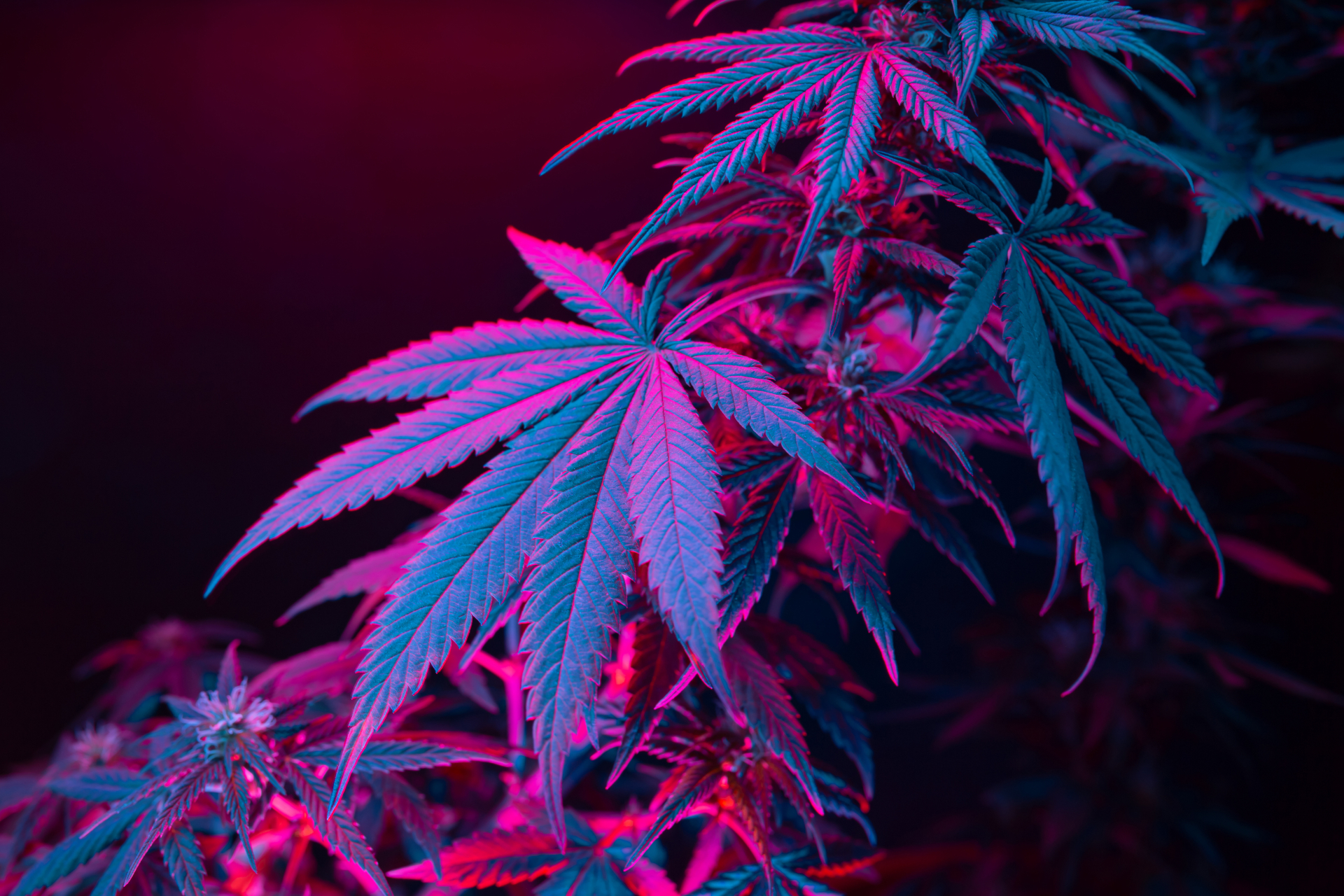 entourage effect thc