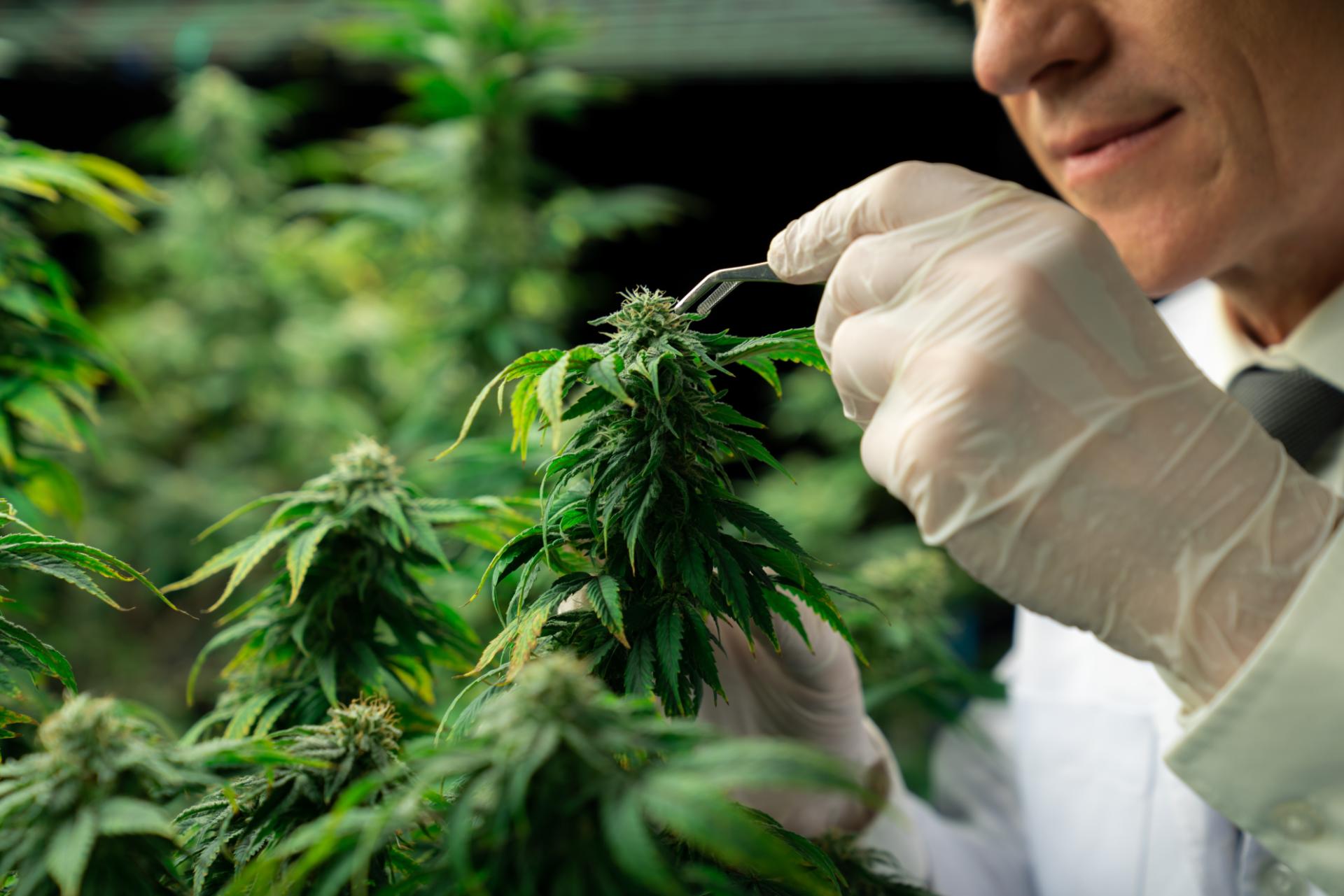 what is hhc weed